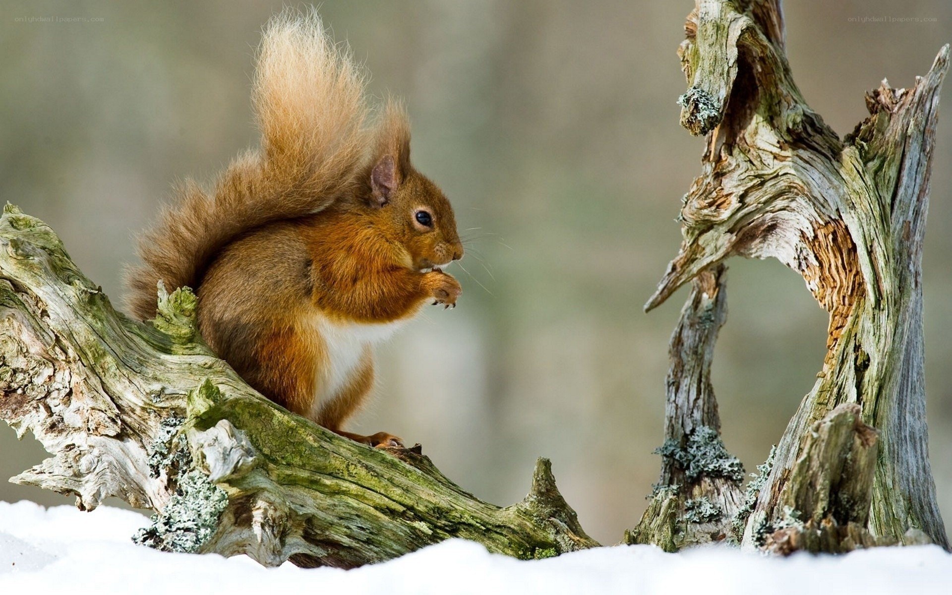 Red squirrel on a snowy branch