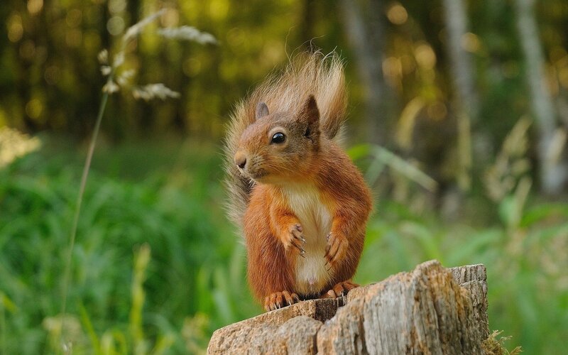 Red squirrel on a stump