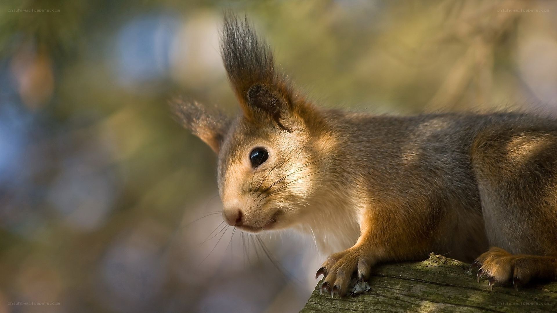 Red squirrel on a tree branch