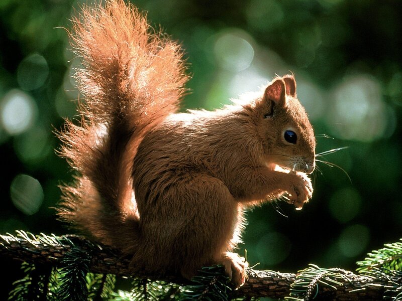 Red squirrel on a tree branch