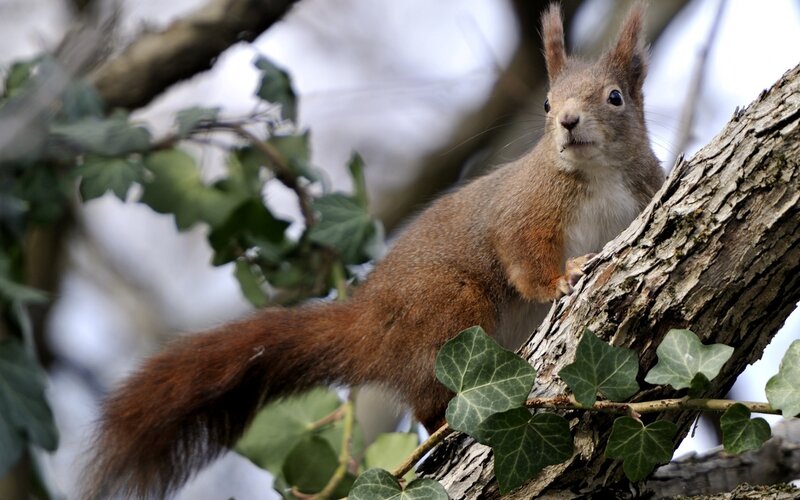 Red squirrel on a tree branch