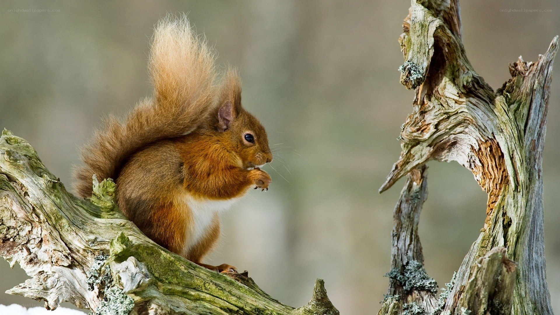 Red squirrel on a tree branch
