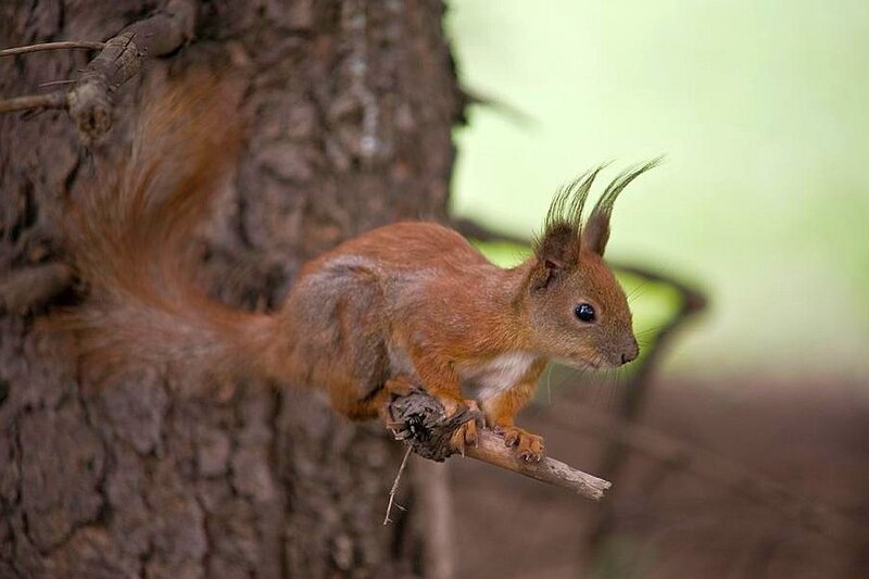 Red squirrel on a tree branch