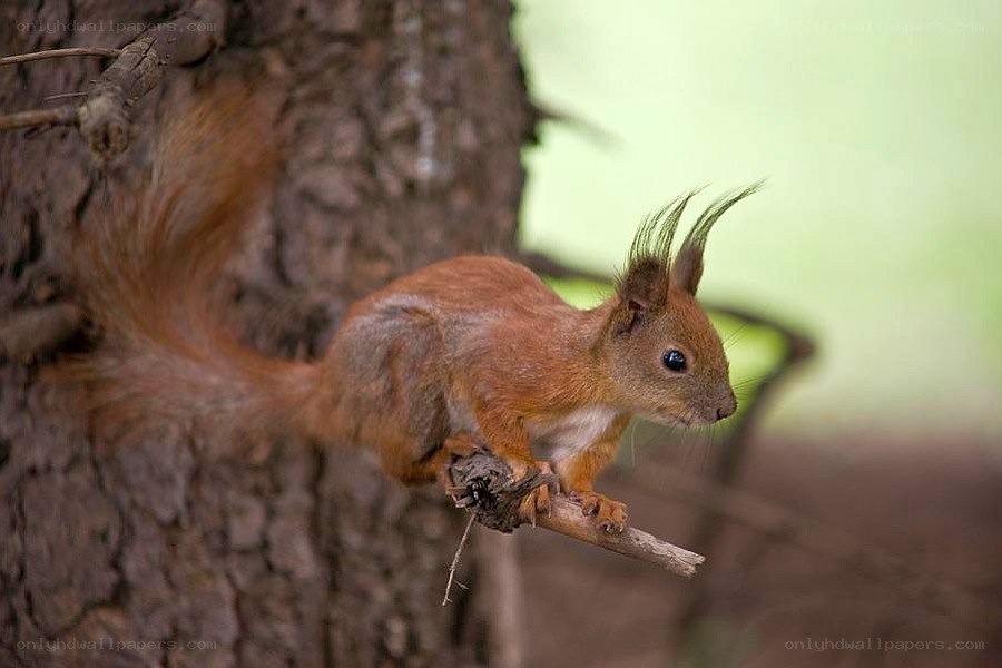 Red squirrel on a tree branch