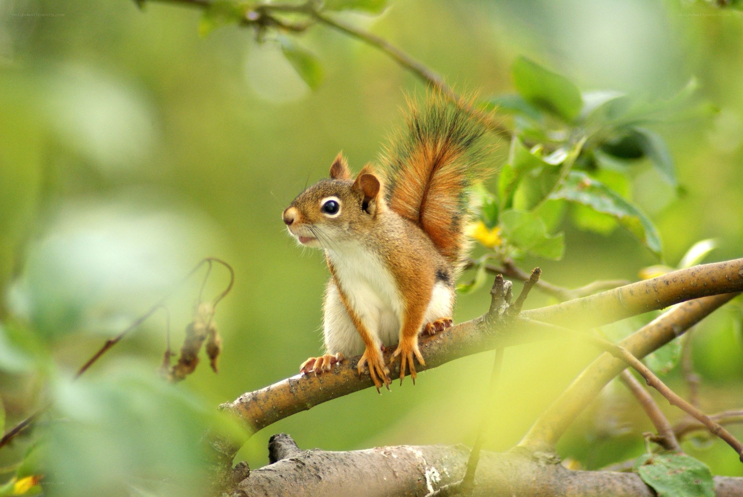 Red squirrel on a tree branch