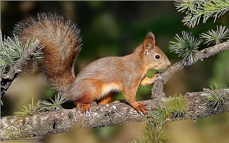 Red squirrel on a tree branch