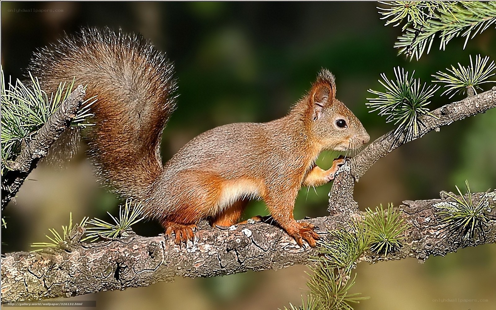 Red squirrel on a tree branch