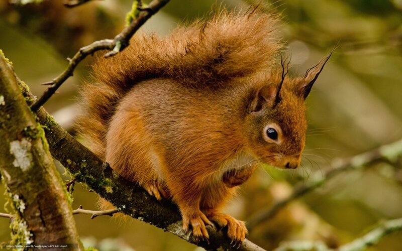 Red squirrel on a tree branch