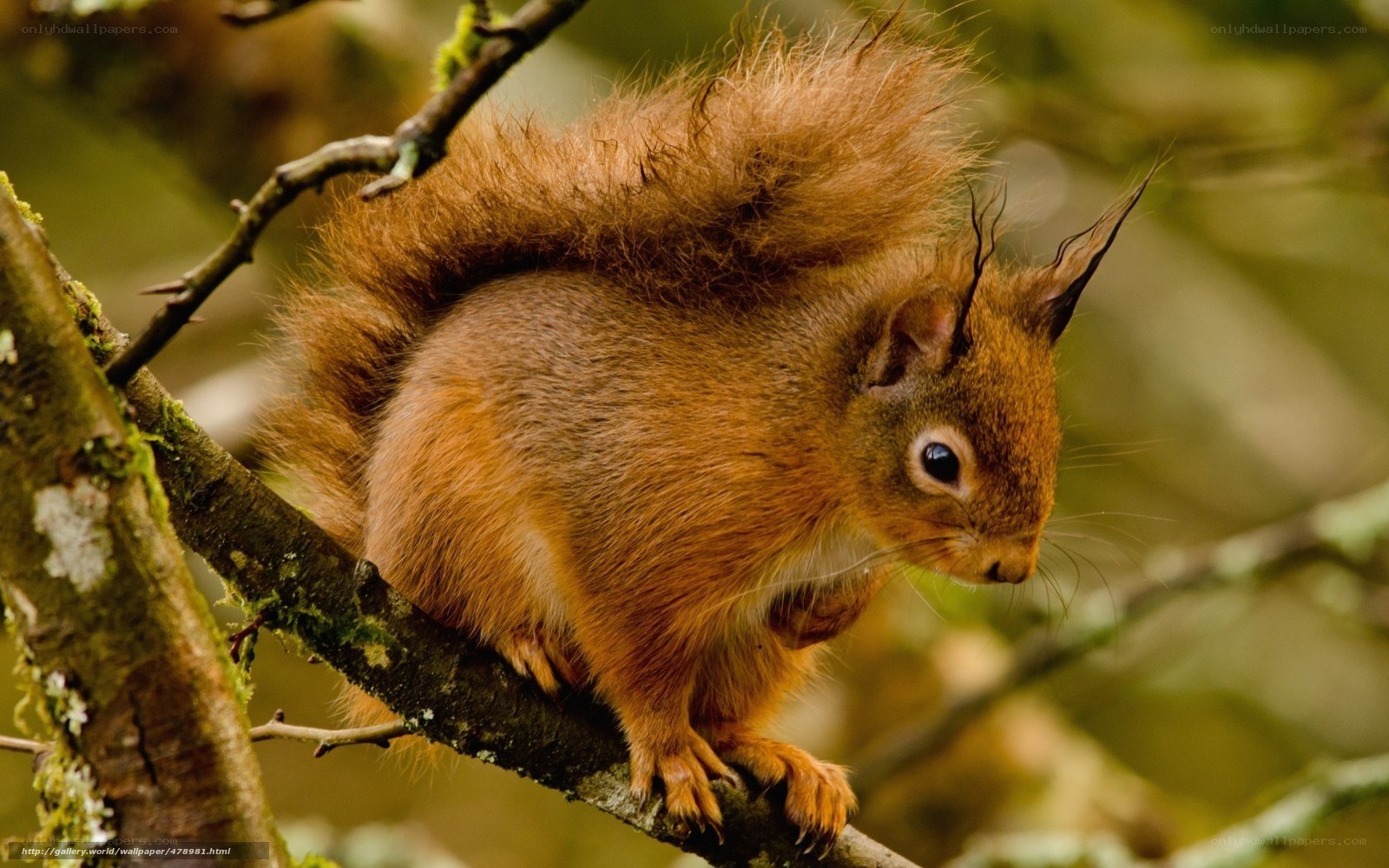 Red squirrel on a tree branch