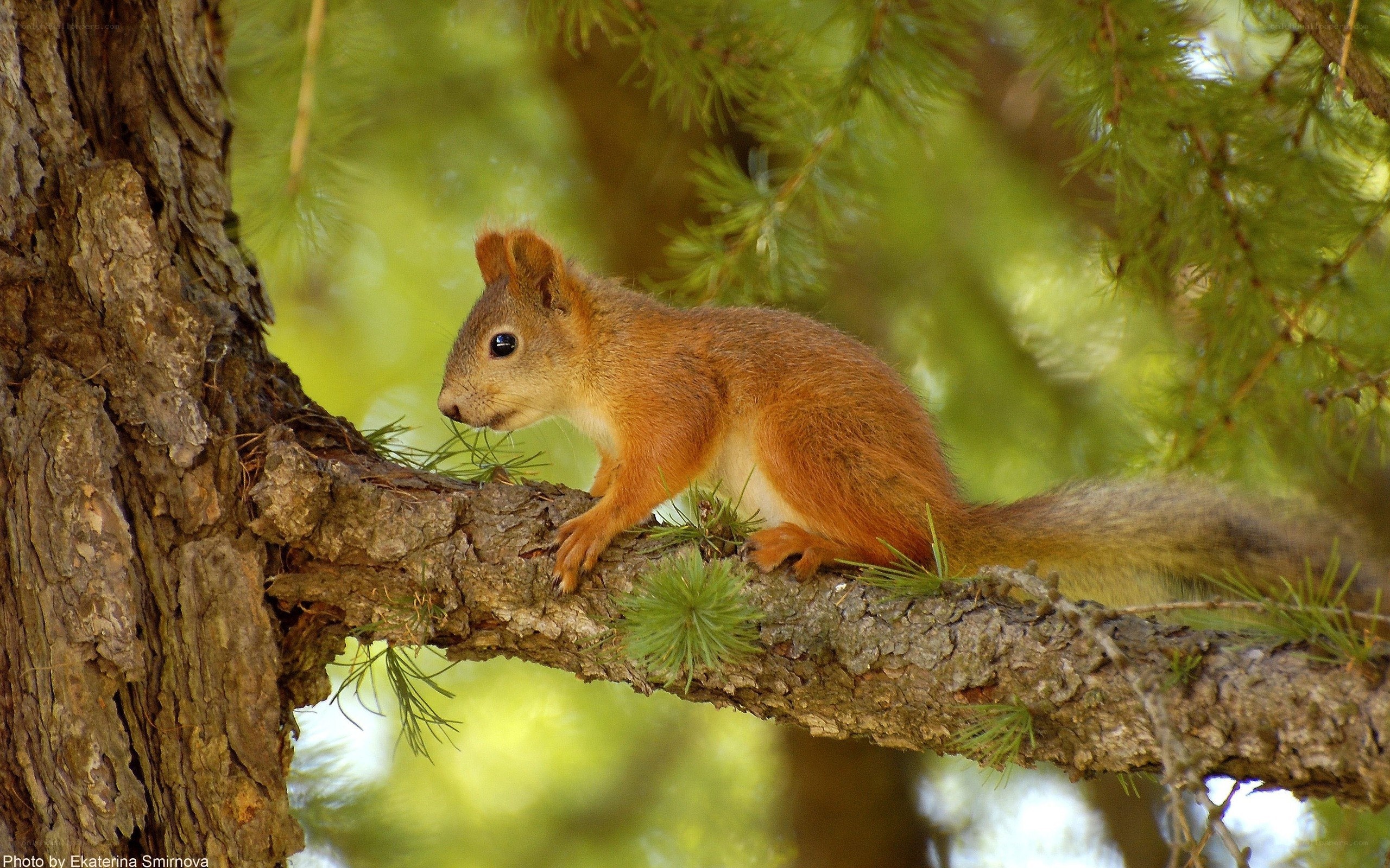 Red squirrel on a tree branch