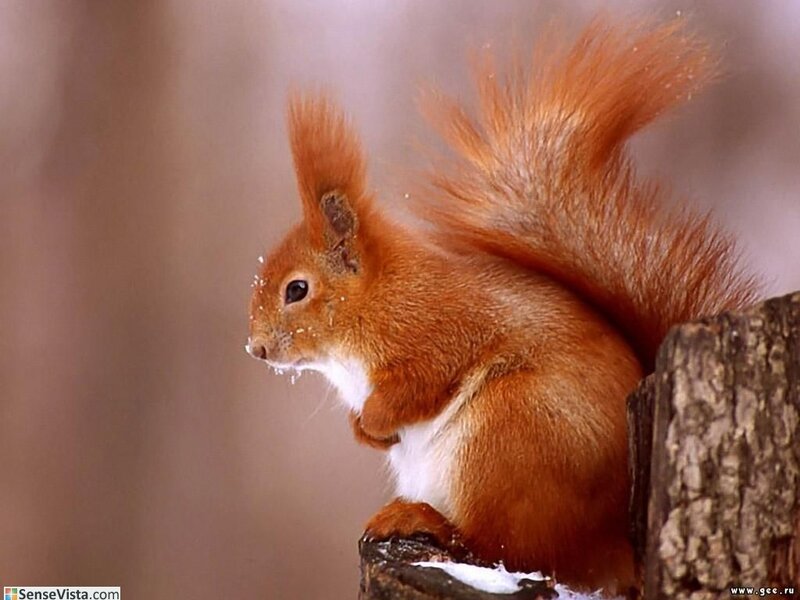 Red squirrel on a tree stump