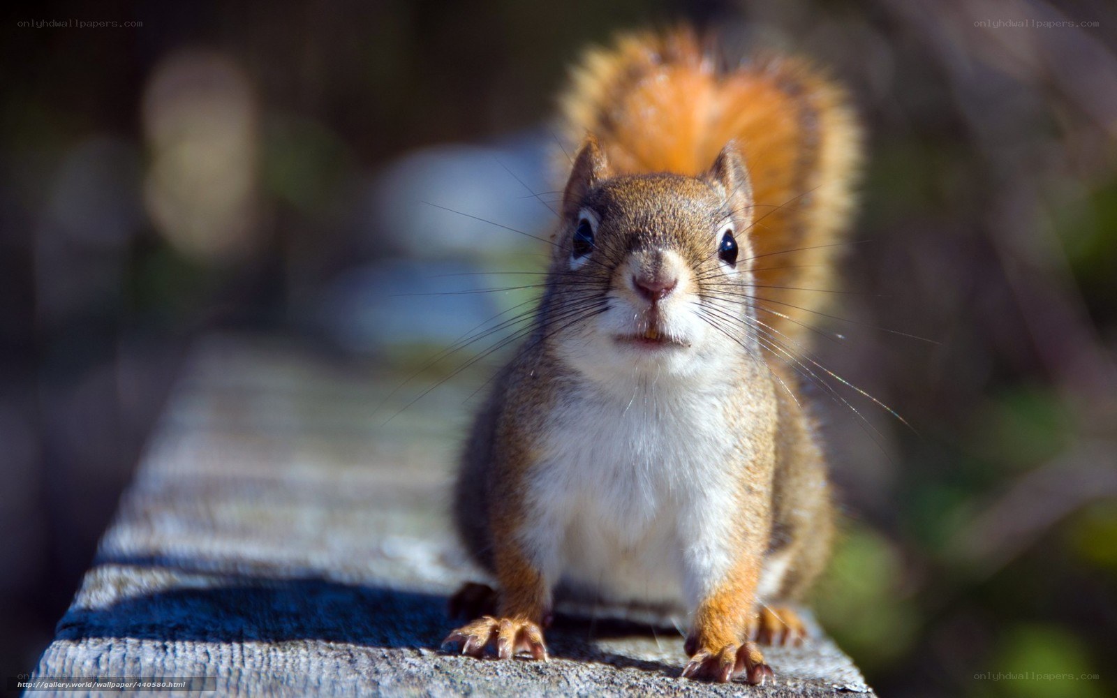 Red squirrel on a wooden beam