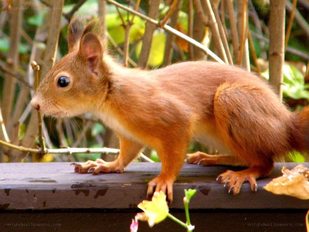 Red squirrel on a wooden surface