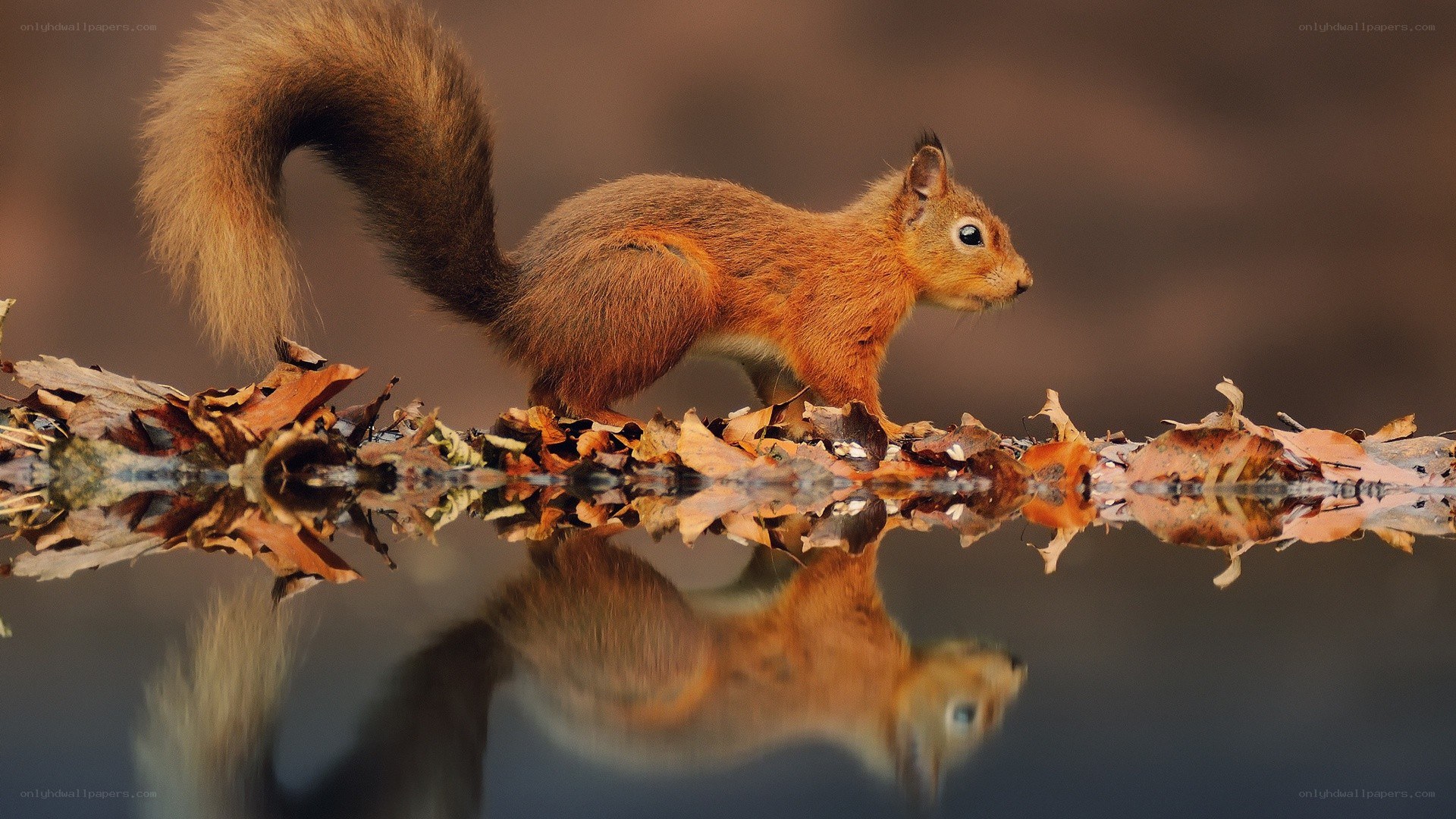Red squirrel on autumn leaves