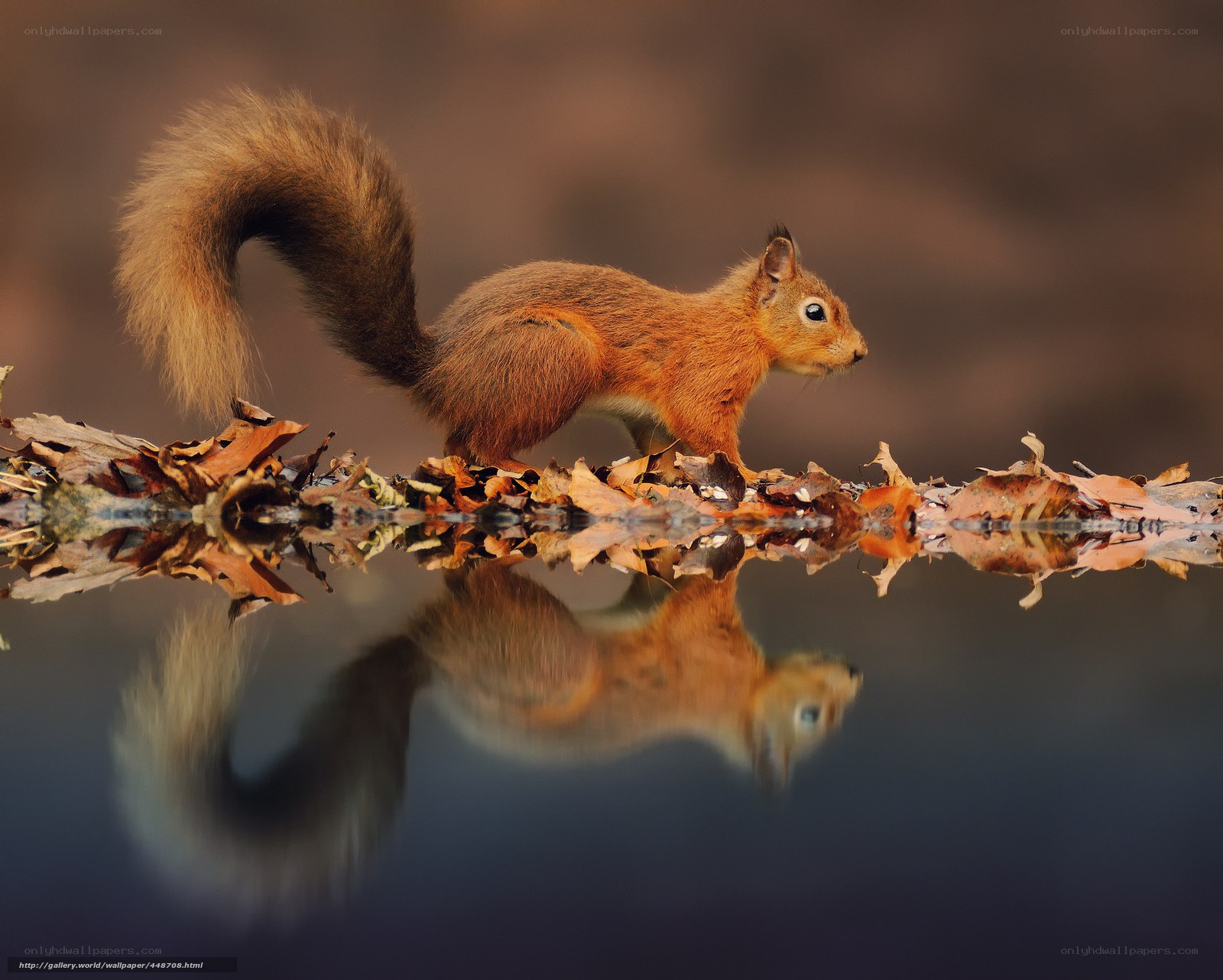 Red squirrel on autumn leaves