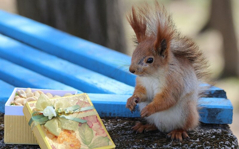 Red Squirrel on Bench — Brown, Curious