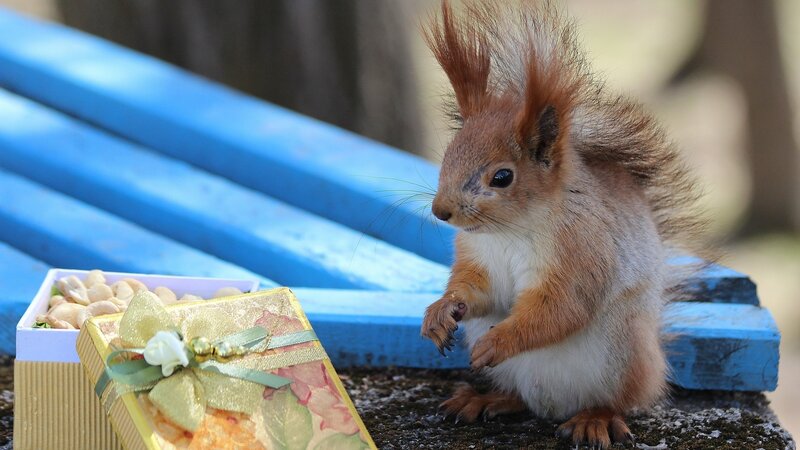 Red Squirrel on Bench — Brown