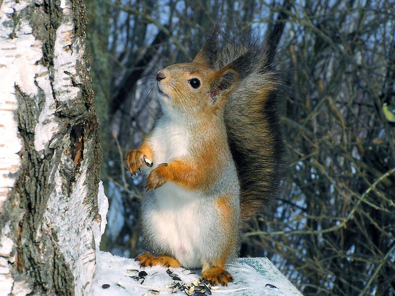 Red Squirrel on Birch