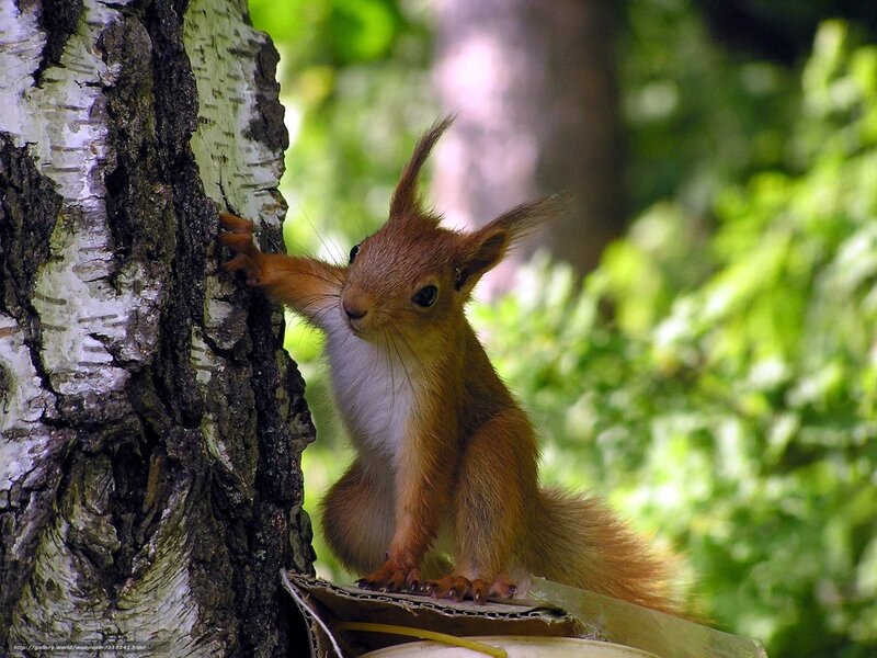 Red squirrel on birch tree