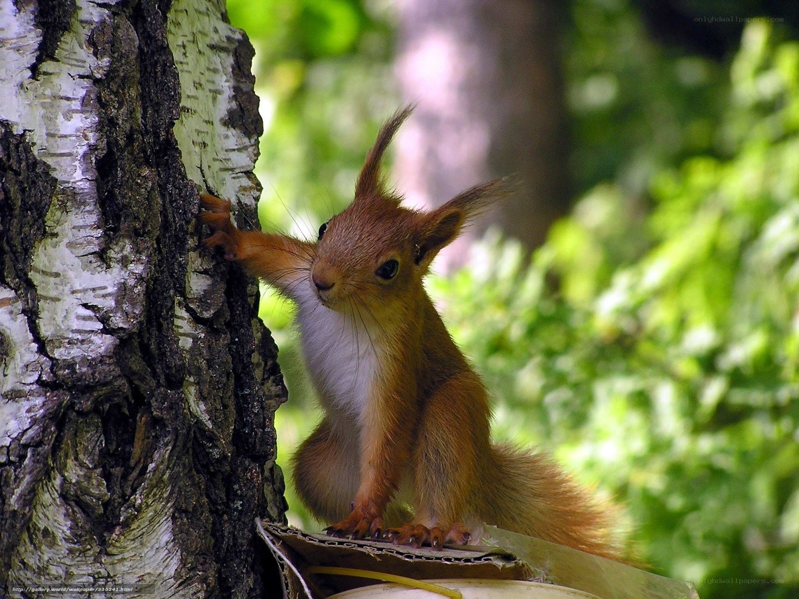 Red squirrel on birch tree