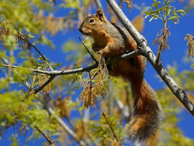 Red Squirrel on Branch — Blue