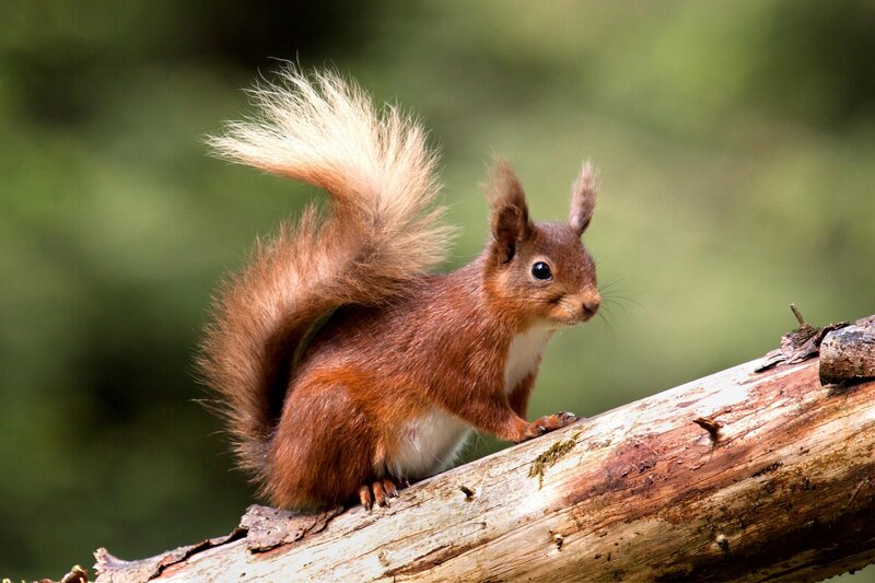 Red Squirrel on Branch — Brown, Alert, Afternoon, Photograph