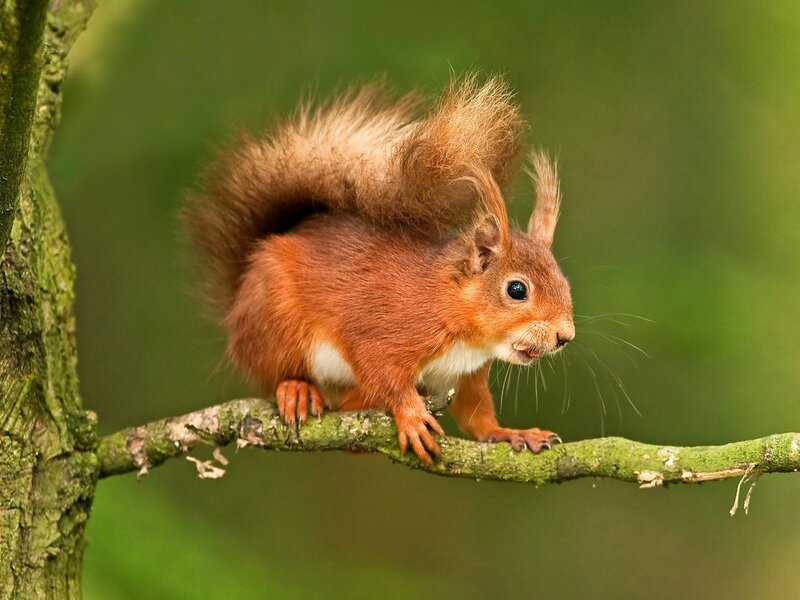 Red Squirrel on Branch — Brown, Alert, Afternoon