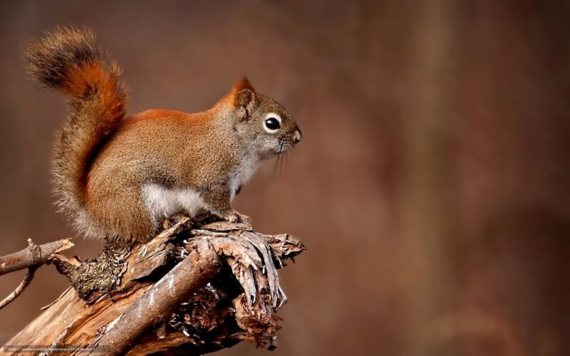 Red Squirrel on Branch — Brown, Alert, Autumn, Photograph, Forest