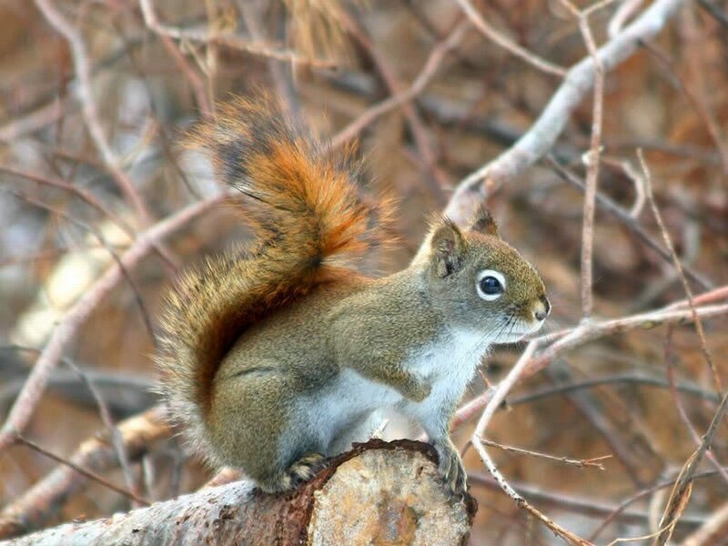 Red Squirrel on Branch — Brown, Alert, Autumn