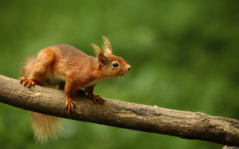 Red Squirrel on Branch — Brown, Alert, Photograph