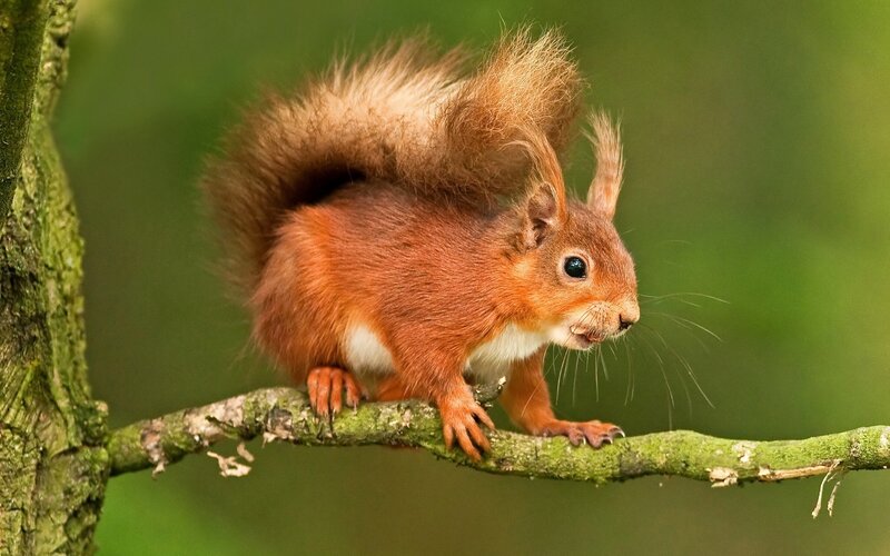 Red Squirrel on Branch — Brown, Alert, Photograph, Tree Branch