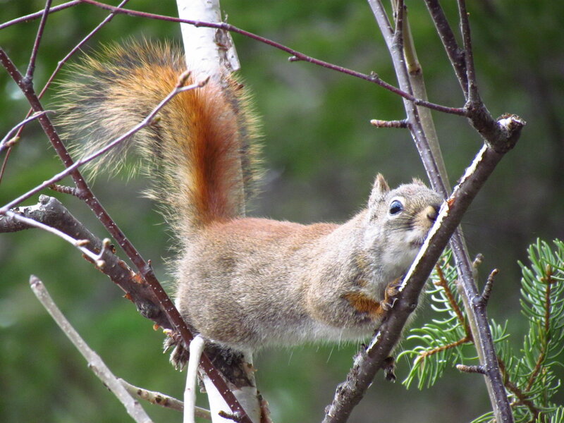 Red Squirrel on Branch — Brown, Alert