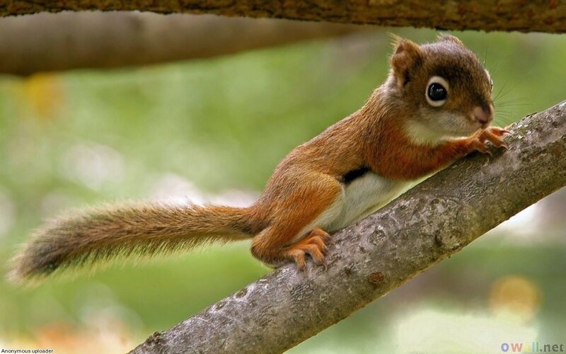 Red Squirrel on Branch — Brown, Calm, Afternoon, Photograph, Forest