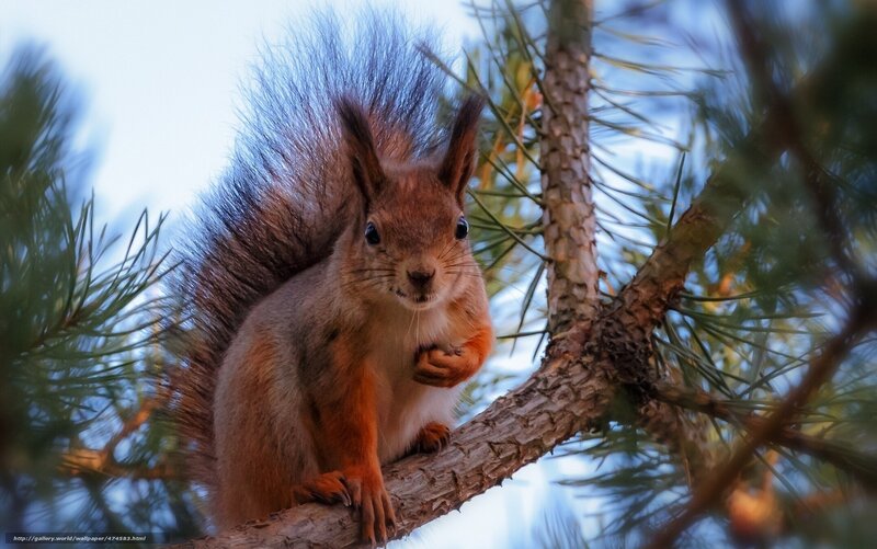 Red Squirrel on Branch — Brown, Calm, Afternoon, Photograph, Pine Tree