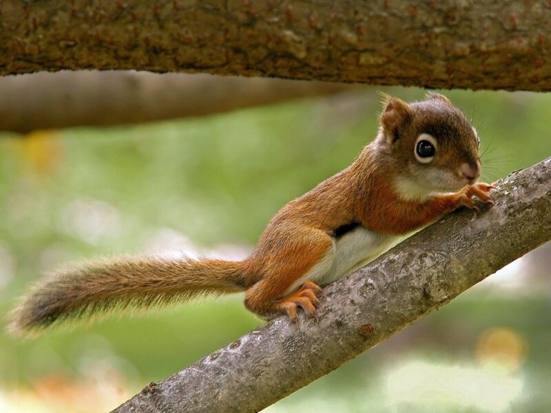 Red Squirrel on Branch — Brown, Calm, Afternoon, Photograph