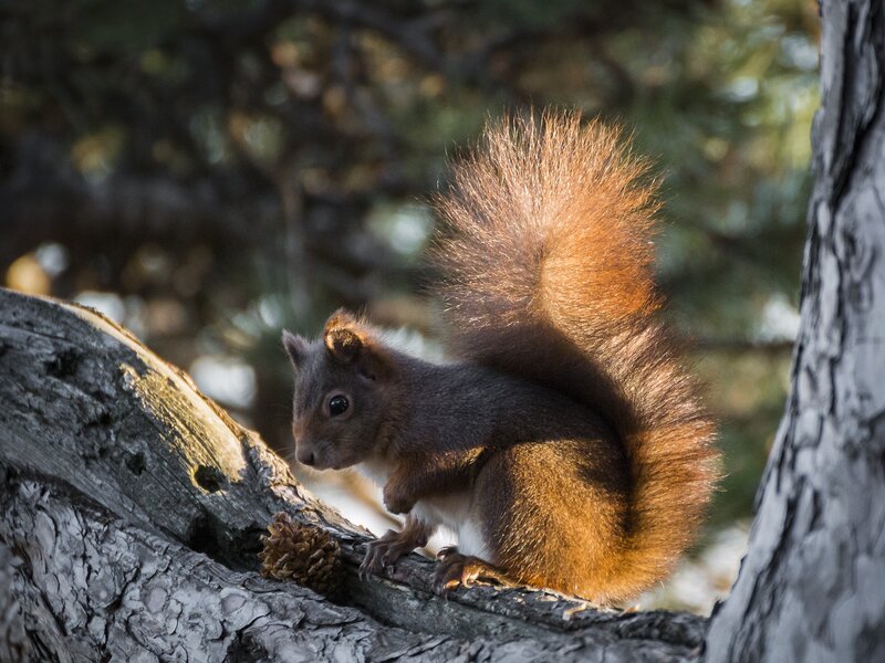 Red Squirrel on Branch — Brown, Calm, Afternoon, Photograph, Tree, Pinecone