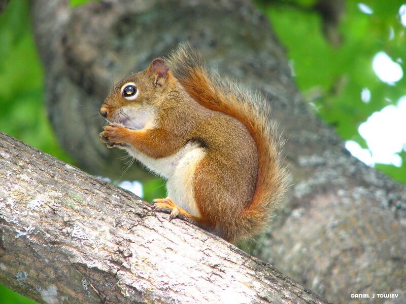 Red Squirrel on Branch — Brown, Calm, Afternoon, Photograph, Tree