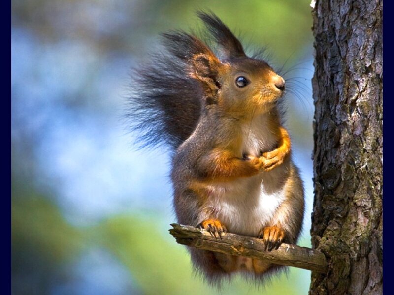 Red Squirrel on Branch — Brown, Calm, Afternoon