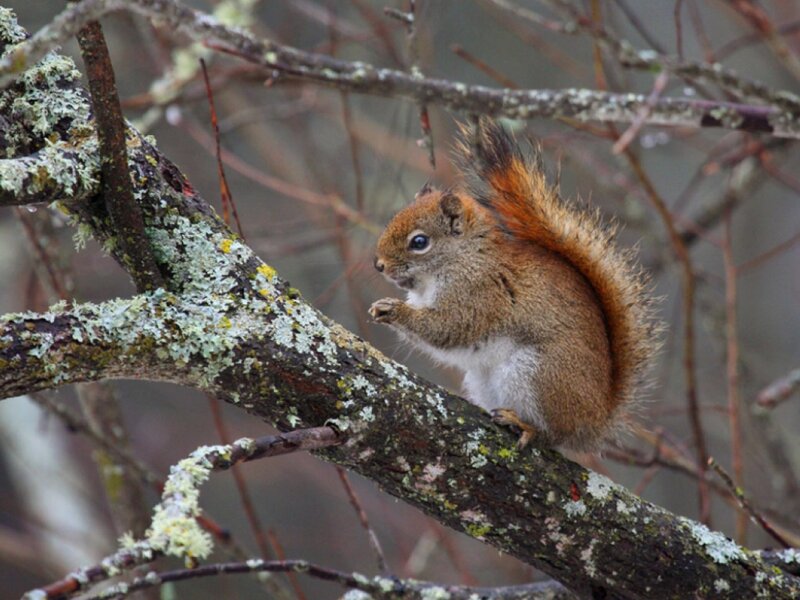 Red Squirrel on Branch — Brown, Calm, Autumn, Photograph