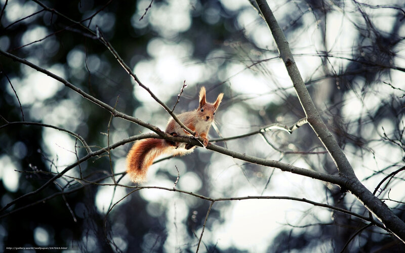 Red Squirrel on Branch — Brown, Calm, Autumn, Photograph, Tree Branches