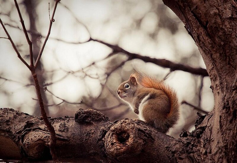 Red Squirrel on Branch — Brown, Calm, Autumn, Photograph, Tree, Forest