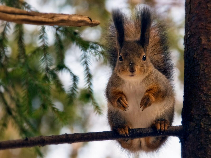 Red Squirrel on Branch — Brown, Calm, Autumn, Photograph, Tree
