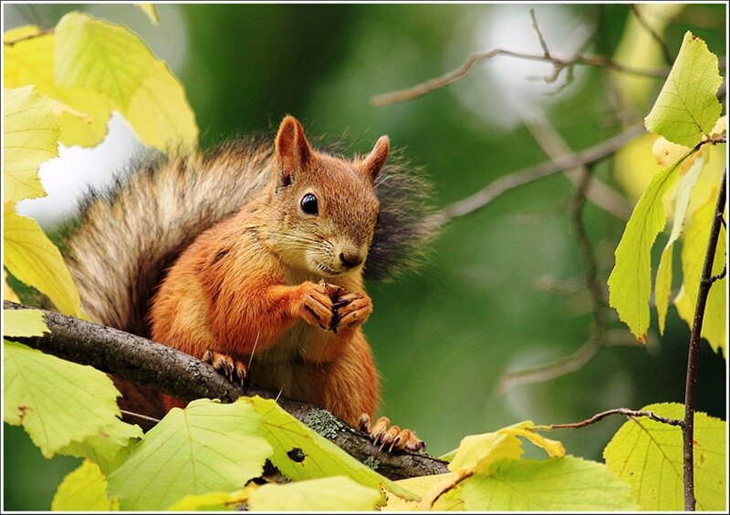 Red Squirrel on Branch — Brown, Calm, Autumn