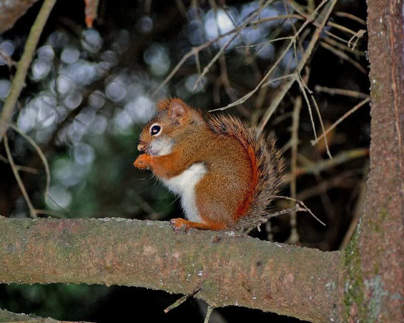 Red Squirrel on Branch — Brown, Calm, Night