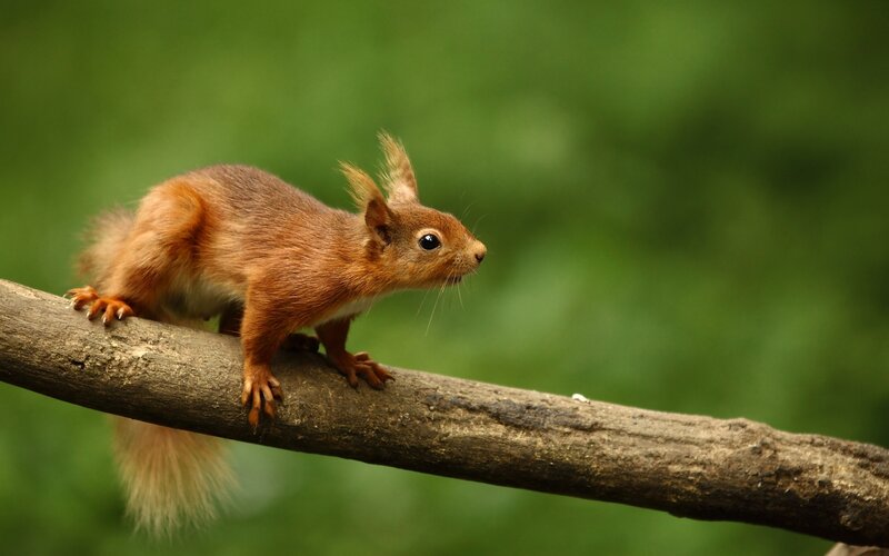 Red Squirrel on Branch — Brown, Calm, Photograph, Forest
