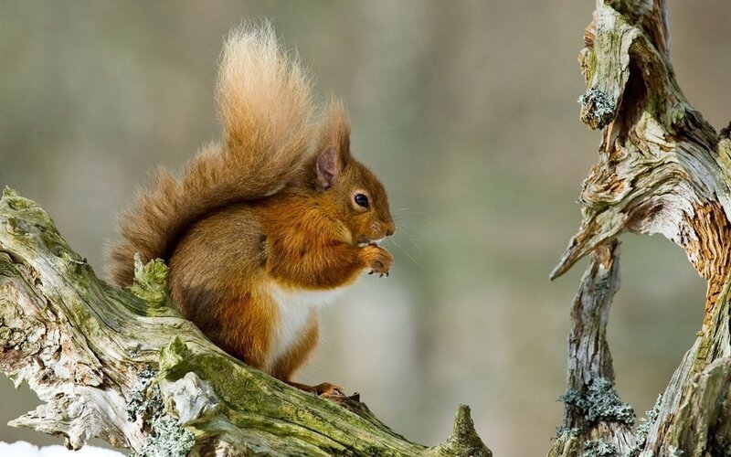 Red Squirrel on Branch — Brown, Calm, Photograph, Tree, Liverwort