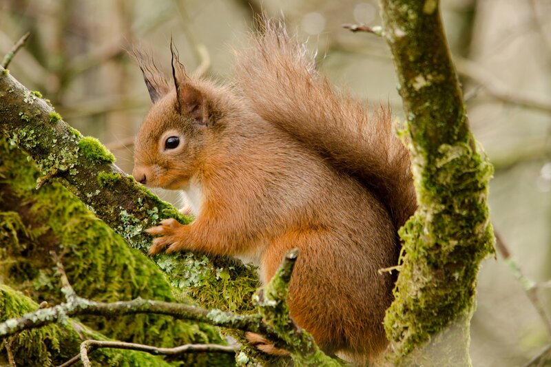 Red Squirrel on Branch — Brown, Calm, Photograph, Tree