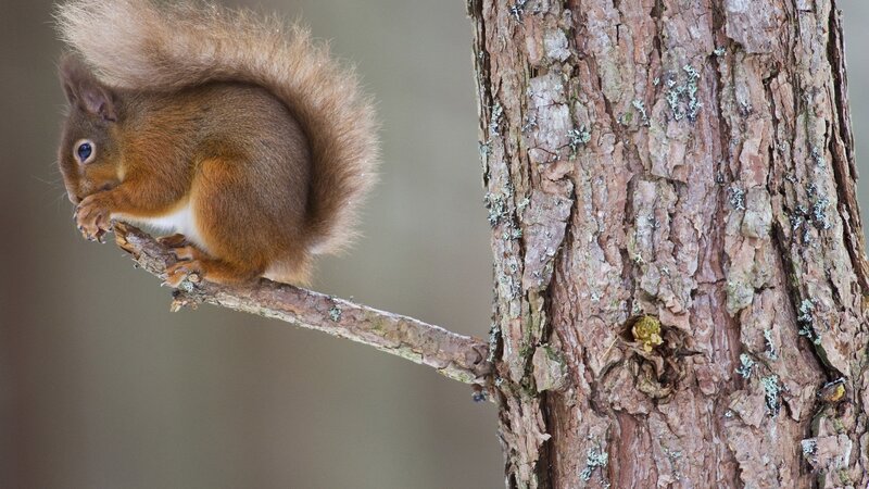 Red Squirrel on Branch — Brown, Calm, Photograph, Tree Trunk