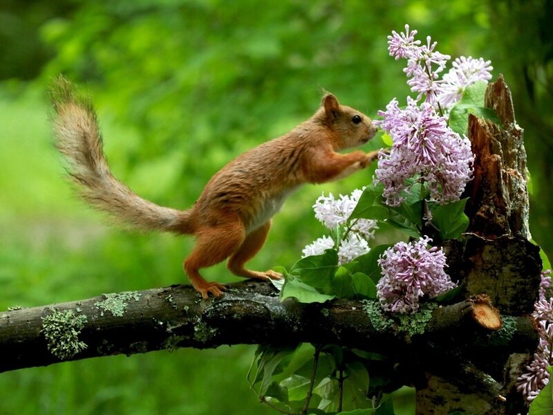 Red Squirrel on Branch — Brown, Calm, Spring, Photograph