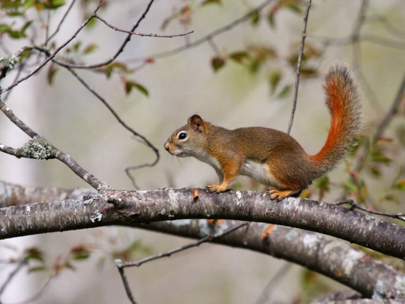 Red Squirrel on Branch — Brown, Calm, Spring, Photograph, Tree Branch